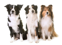 three dogs in front of white background